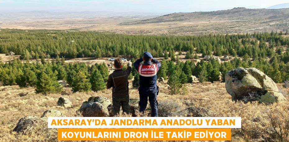 Aksaray'da jandarma Anadolu Yaban Koyunlarını dron ile takip ediyor