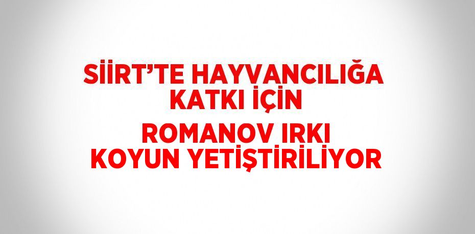 SİİRT’TE HAYVANCILIĞA KATKI İÇİN ROMANOV IRKI KOYUN YETİŞTİRİLİYOR