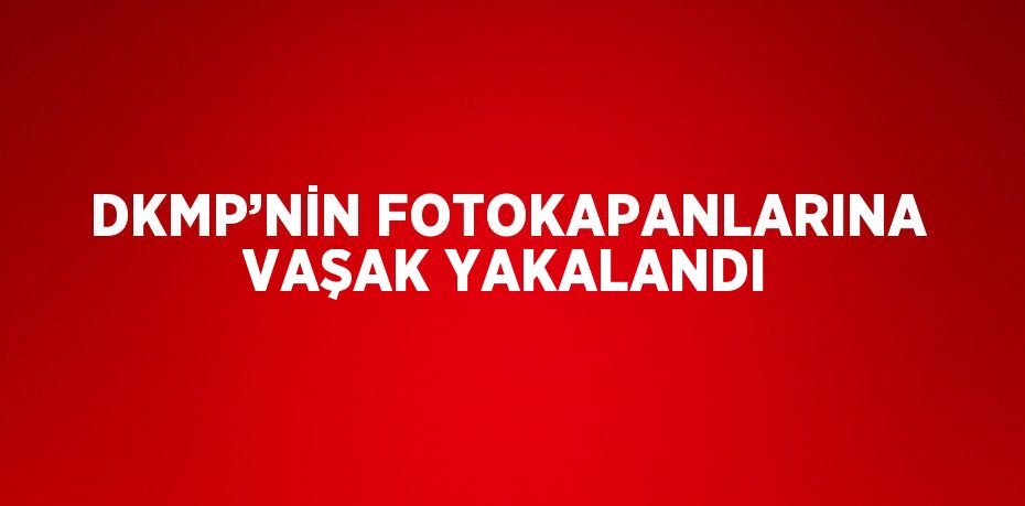 DKMP’NİN FOTOKAPANLARINA VAŞAK YAKALANDI