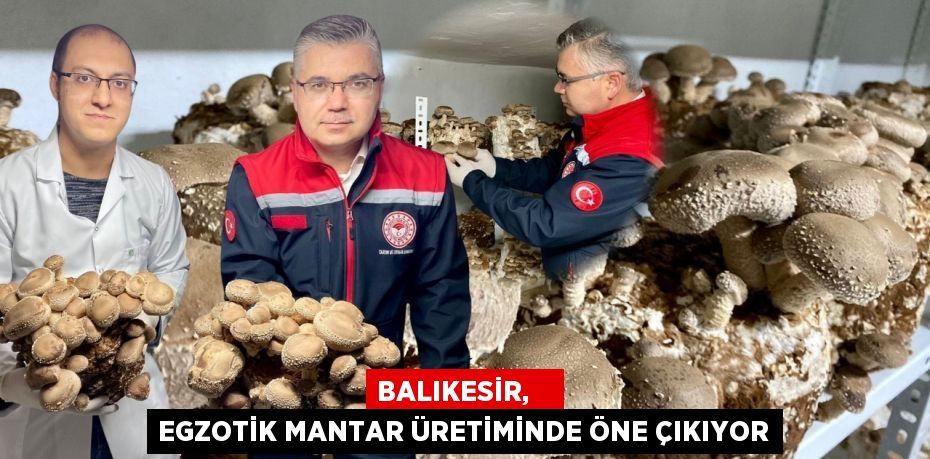 BALIKESİR,    EGZOTİK MANTAR ÜRETİMİNDE ÖNE ÇIKIYOR