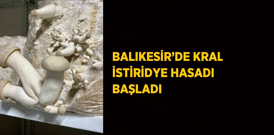 BALIKESİR’DE KRAL İSTİRİDYE HASADI BAŞLADI