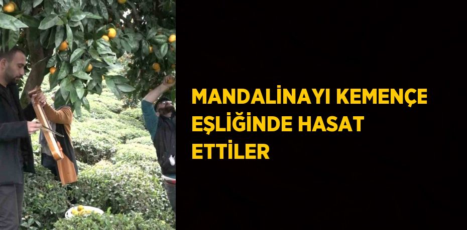 MANDALİNAYI KEMENÇE EŞLİĞİNDE HASAT ETTİLER