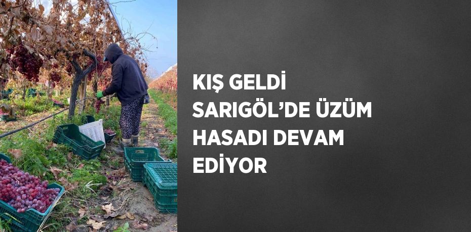 KIŞ GELDİ SARIGÖL’DE ÜZÜM HASADI DEVAM EDİYOR