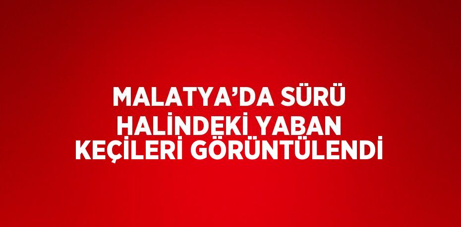 MALATYA’DA SÜRÜ HALİNDEKİ YABAN KEÇİLERİ GÖRÜNTÜLENDİ