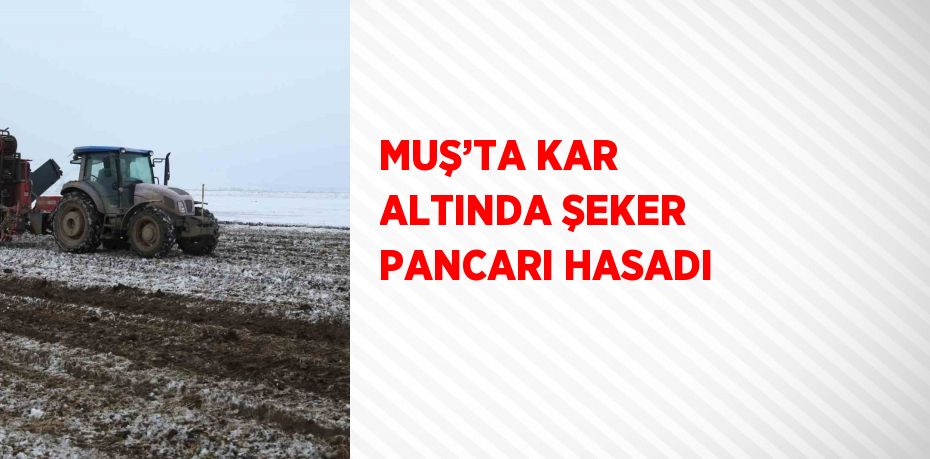 MUŞ’TA KAR ALTINDA ŞEKER PANCARI HASADI