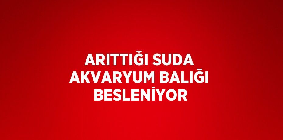 ARITTIĞI SUDA AKVARYUM BALIĞI BESLENİYOR