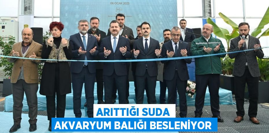 ARITTIĞI SUDA AKVARYUM BALIĞI BESLENİYOR