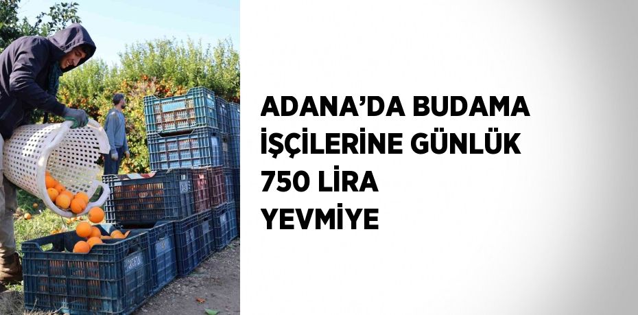 ADANA’DA BUDAMA İŞÇİLERİNE GÜNLÜK 750 LİRA YEVMİYE