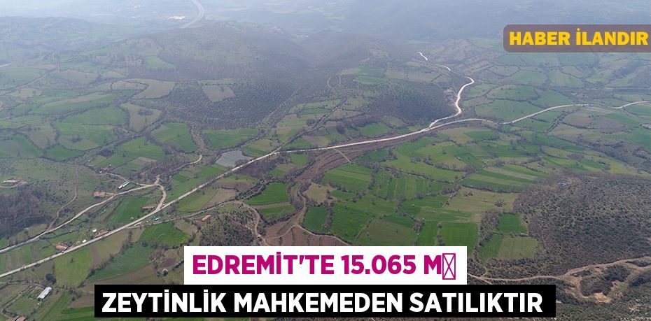 Edremit'te 15.065 m² zeytinlik mahkemeden satılıktır