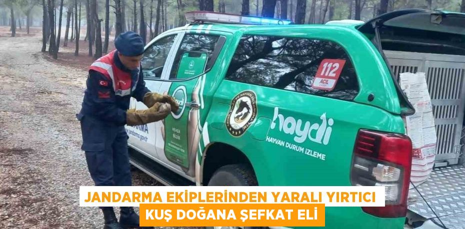 JANDARMA EKİPLERİNDEN YARALI YIRTICI KUŞ DOĞANA ŞEFKAT ELİ