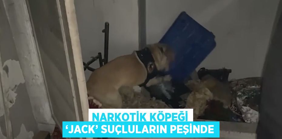 NARKOTİK KÖPEĞİ ‘JACK’ SUÇLULARIN PEŞİNDE