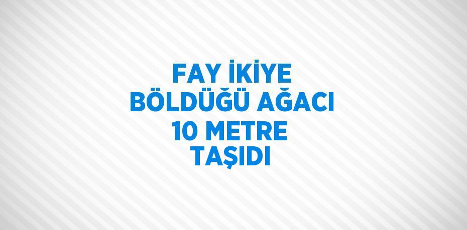 FAY İKİYE BÖLDÜĞÜ AĞACI 10 METRE TAŞIDI