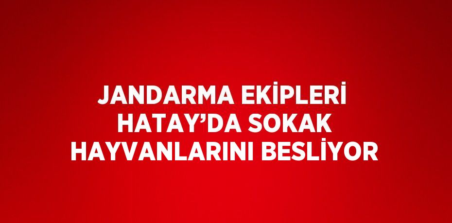 JANDARMA EKİPLERİ HATAY’DA SOKAK HAYVANLARINI BESLİYOR