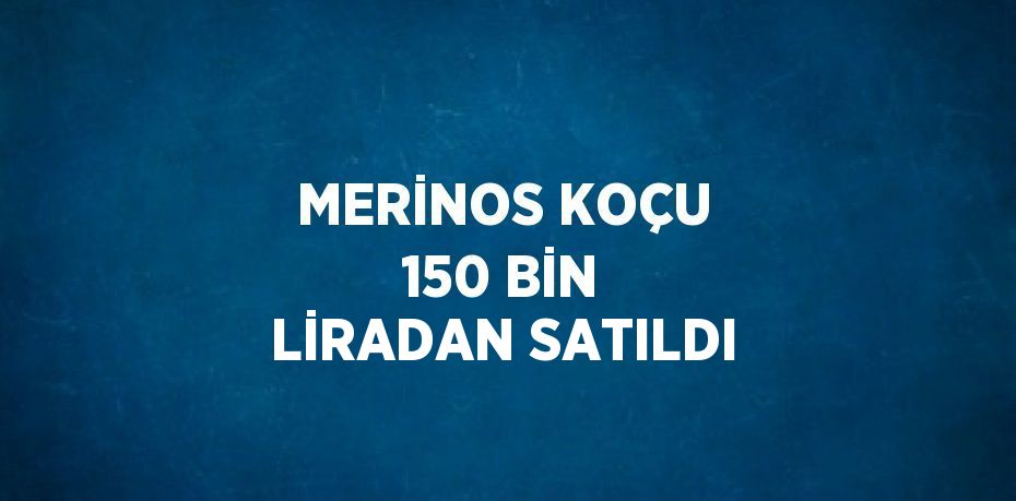 MERİNOS KOÇU 150 BİN LİRADAN SATILDI