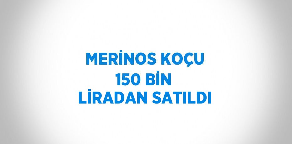 MERİNOS KOÇU 150 BİN LİRADAN SATILDI