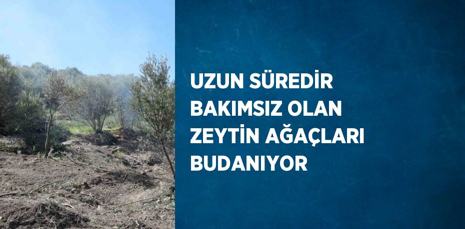 UZUN SÜREDİR BAKIMSIZ OLAN ZEYTİN AĞAÇLARI BUDANIYOR