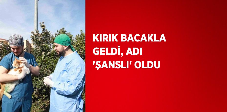 KIRIK BACAKLA GELDİ, ADI 'ŞANSLI' OLDU