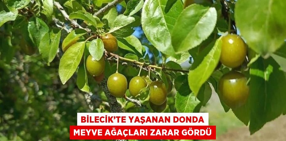 BİLECİK’TE YAŞANAN DONDA MEYVE AĞAÇLARI ZARAR GÖRDÜ