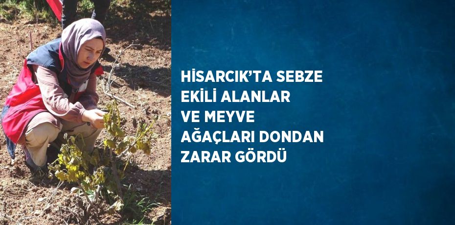 HİSARCIK’TA SEBZE EKİLİ ALANLAR VE MEYVE AĞAÇLARI DONDAN ZARAR GÖRDÜ