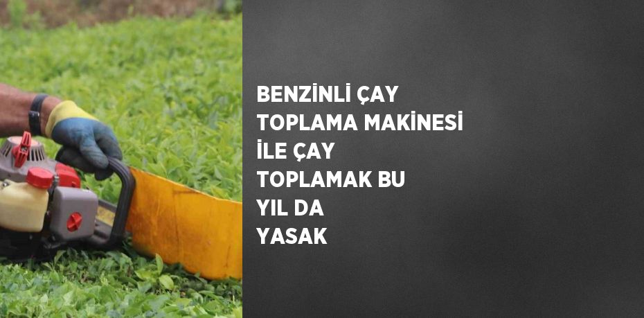 BENZİNLİ ÇAY TOPLAMA MAKİNESİ İLE ÇAY TOPLAMAK BU YIL DA YASAK