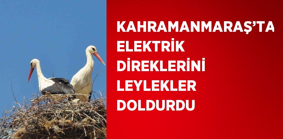 KAHRAMANMARAŞ’TA ELEKTRİK DİREKLERİNİ LEYLEKLER DOLDURDU