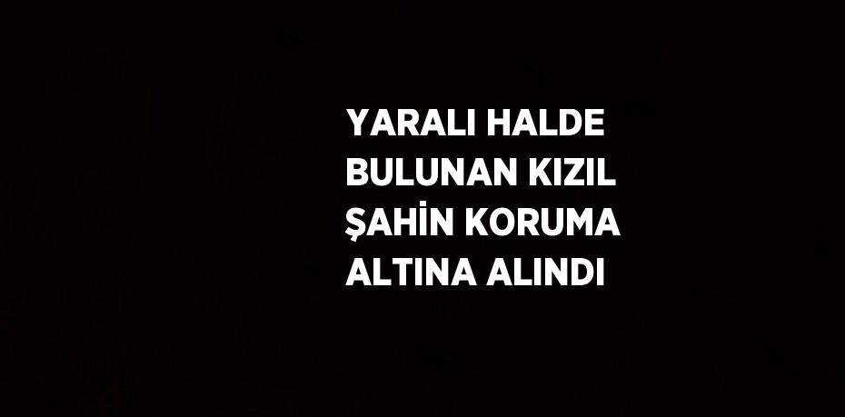 YARALI HALDE BULUNAN KIZIL ŞAHİN KORUMA ALTINA ALINDI
