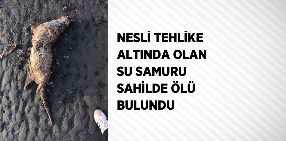 NESLİ TEHLİKE ALTINDA OLAN SU SAMURU SAHİLDE ÖLÜ BULUNDU