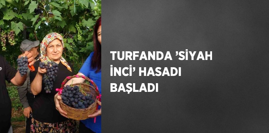 TURFANDA ’SİYAH İNCİ’ HASADI BAŞLADI