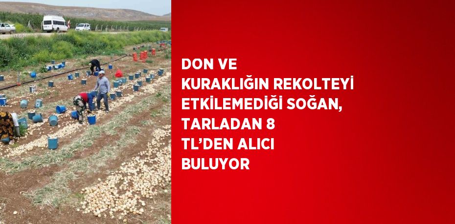 DON VE KURAKLIĞIN REKOLTEYİ ETKİLEMEDİĞİ SOĞAN, TARLADAN 8 TL’DEN ALICI BULUYOR