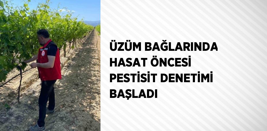 ÜZÜM BAĞLARINDA HASAT ÖNCESİ PESTİSİT DENETİMİ BAŞLADI