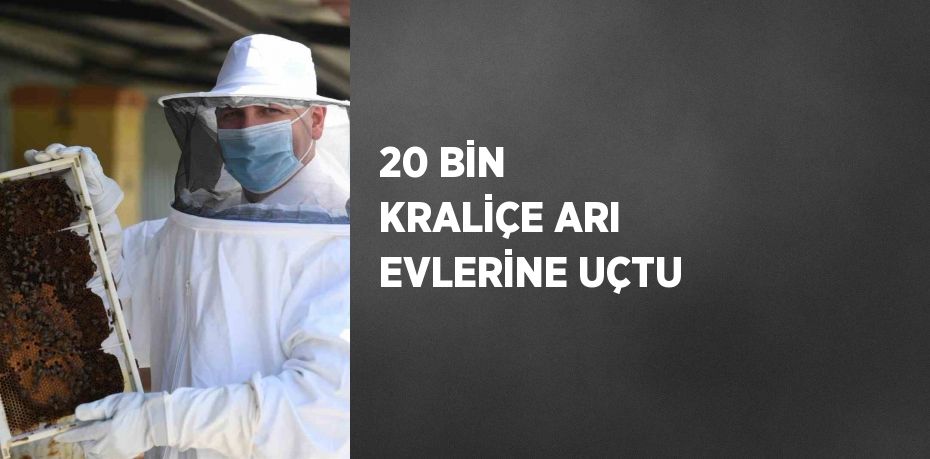 20 BİN KRALİÇE ARI EVLERİNE UÇTU