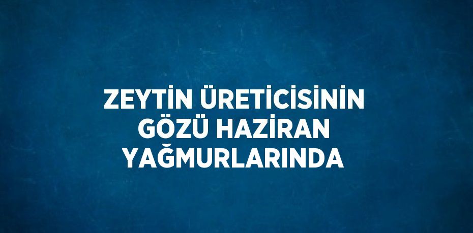 ZEYTİN ÜRETİCİSİNİN GÖZÜ HAZİRAN YAĞMURLARINDA