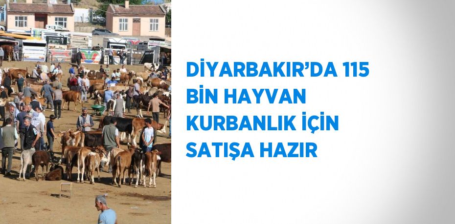 DİYARBAKIR’DA 115 BİN HAYVAN KURBANLIK İÇİN SATIŞA HAZIR