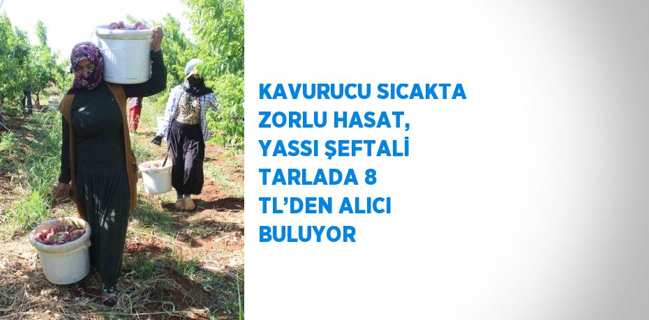 KAVURUCU SICAKTA ZORLU HASAT, YASSI ŞEFTALİ TARLADA 8 TL’DEN ALICI BULUYOR