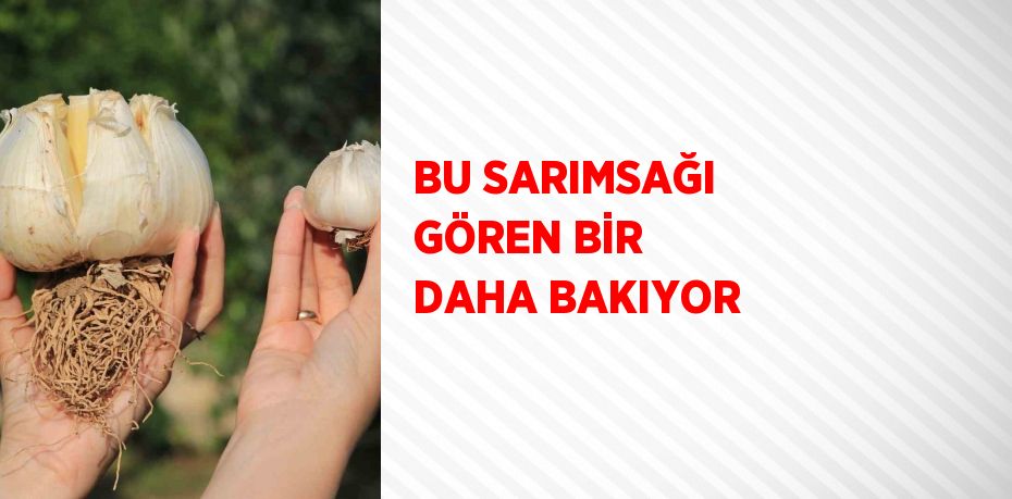 BU SARIMSAĞI GÖREN BİR DAHA BAKIYOR