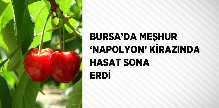 BURSA’DA MEŞHUR ‘NAPOLYON’ KİRAZINDA HASAT SONA ERDİ