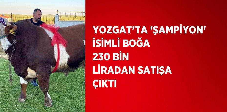 YOZGAT’TA 'ŞAMPİYON' İSİMLİ BOĞA 230 BİN LİRADAN SATIŞA ÇIKTI