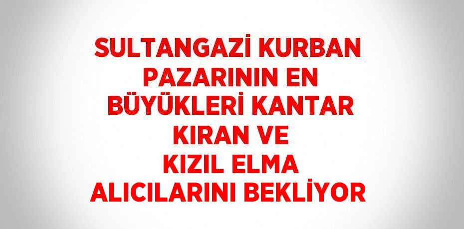 SULTANGAZİ KURBAN PAZARININ EN BÜYÜKLERİ KANTAR KIRAN VE KIZIL ELMA ALICILARINI BEKLİYOR