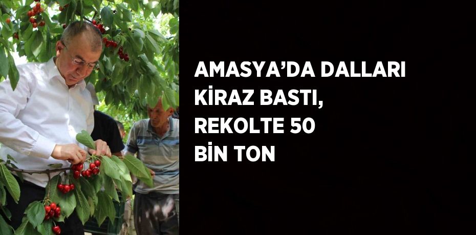 AMASYA’DA DALLARI KİRAZ BASTI, REKOLTE 50 BİN TON