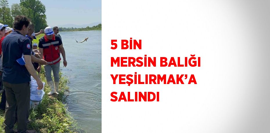 5 BİN MERSİN BALIĞI YEŞİLIRMAK’A SALINDI