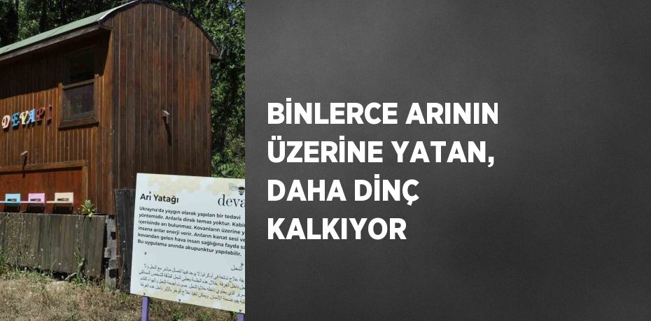 BİNLERCE ARININ ÜZERİNE YATAN, DAHA DİNÇ KALKIYOR