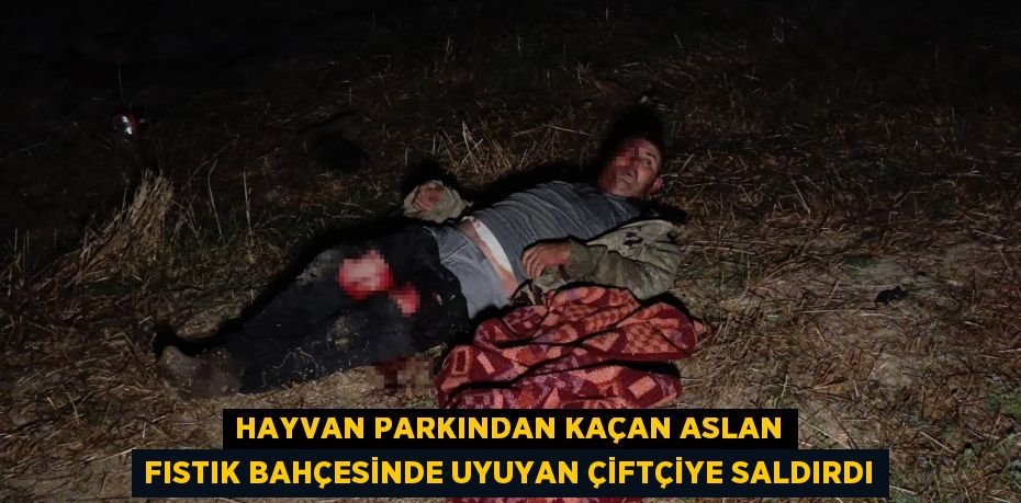 Hayvan parkından kaçan aslan fıstık bahçesinde uyuyan çiftçiye saldırdı