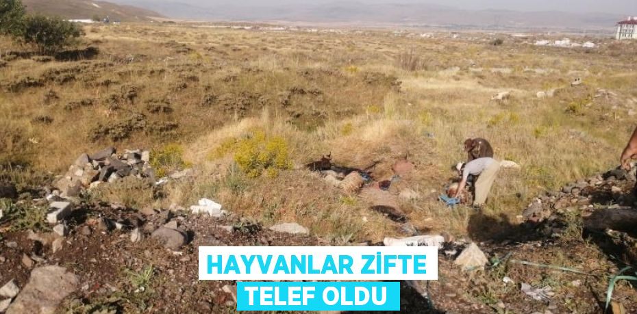 HAYVANLAR ZİFTE TELEF OLDU