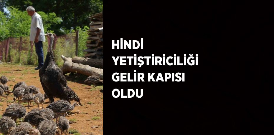 HİNDİ YETİŞTİRİCİLİĞİ GELİR KAPISI OLDU