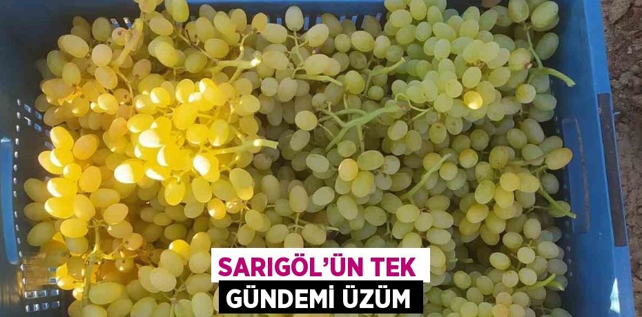 SARIGÖL’ÜN TEK GÜNDEMİ ÜZÜM