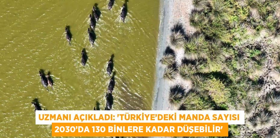 UZMANI AÇIKLADI: 'TÜRKİYE’DEKİ MANDA SAYISI 2030’DA 130 BİNLERE KADAR DÜŞEBİLİR'