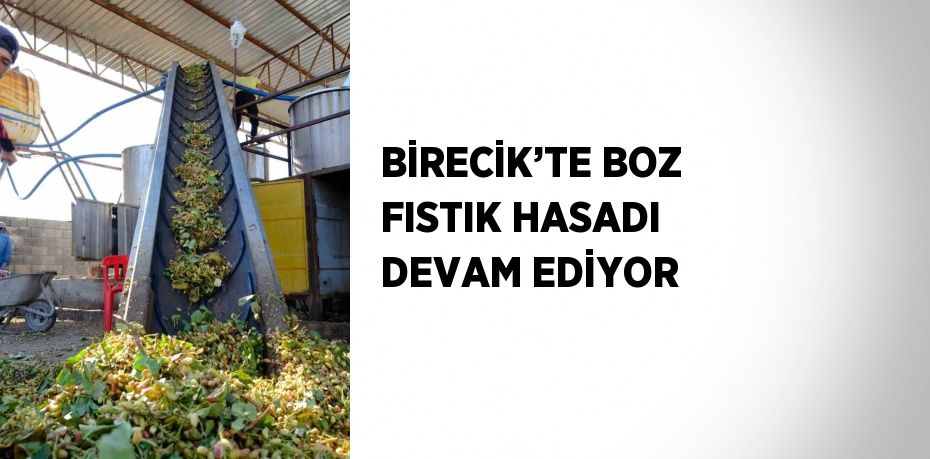 BİRECİK’TE BOZ FISTIK HASADI DEVAM EDİYOR