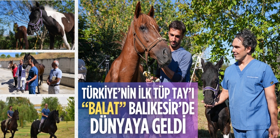 TÜRKİYE’NİN İLK TÜP TAY’I “BALAT” BALIKESİR’DE DÜNYAYA GELDİ