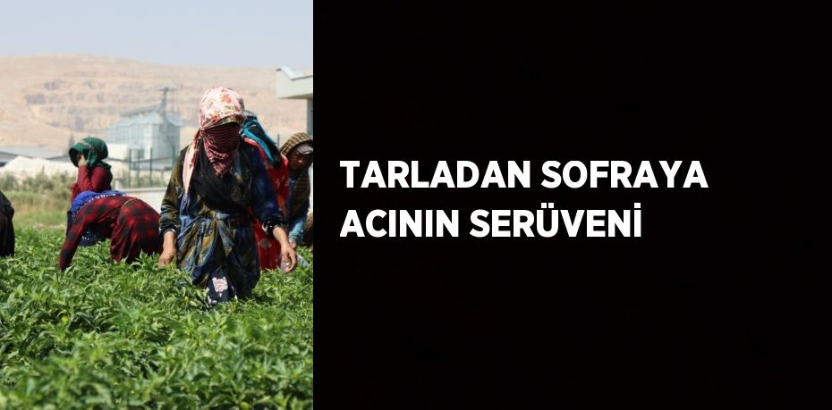 TARLADAN SOFRAYA ACININ SERÜVENİ