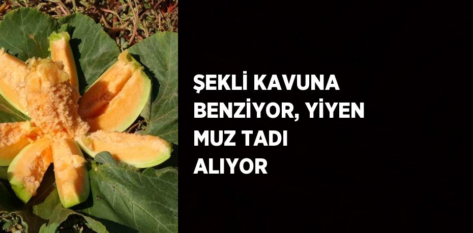 ŞEKLİ KAVUNA BENZİYOR, YİYEN MUZ TADI ALIYOR